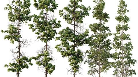 Pinus Palustris and Sphaeropteris Lepifera