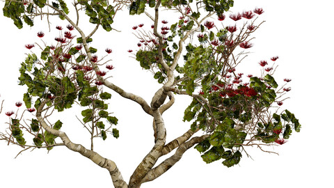 Realistic Ohi'a Lehua Tree 3D Model