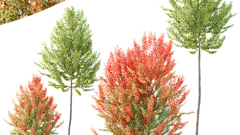 HQ Plants Acer X freemanii Freeman Maple Sapindaceae Set02
