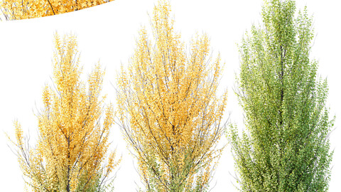 HQ Plants Acer X freemanii Freeman Maple Sapindaceae Set06