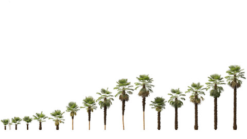 Trachycarpus fortunei – windmill palm