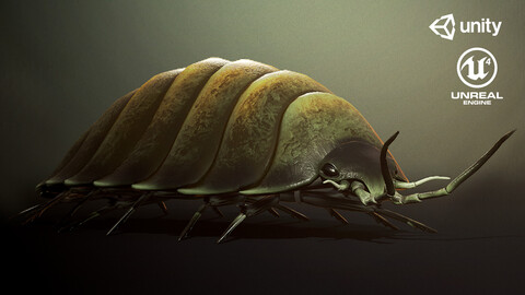 Woodlouse insect1