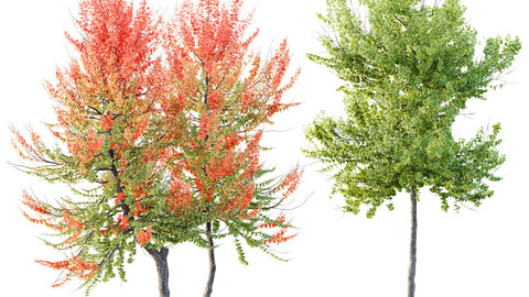 HQ Plants Acer X freemanii Freeman Maple Sapindaceae Set04