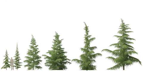 Cedrus deodara – deodar cedar 01