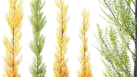 HQ Plants Acer X freemanii Freeman Maple Sapindaceae Armstrong Set04