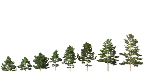 Pinus strobus – Eastern white pine