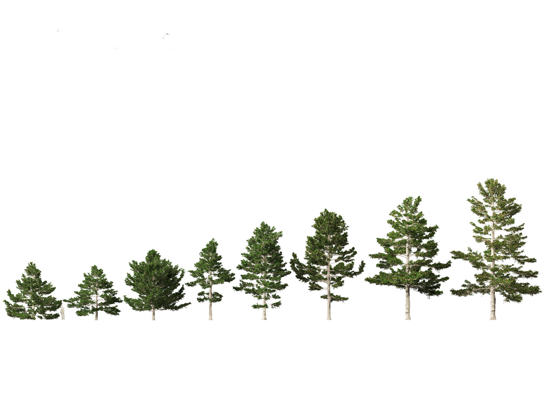 ArtStation - Pinus strobus – Eastern white pine | Resources