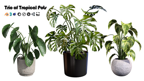 Tropical Trio A Collection of Stunning Potted Plants