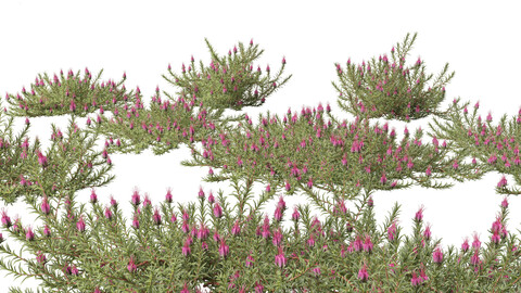 Darwinia taxifolia – Myrtaceae