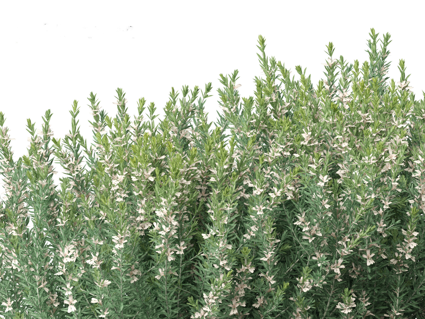 ArtStation - Grey Box Westringia – Native rosemary | Resources