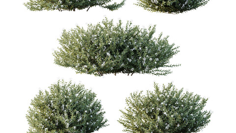 HQ Plants Gray Box Westringia Fruticosa Coastal Rosemary Flower