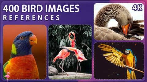 400 Birds Photo Reference Pack – Vol 2