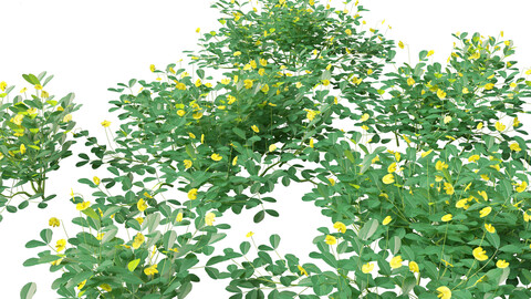 Arachis pintoi – Yellow Peanut Plant