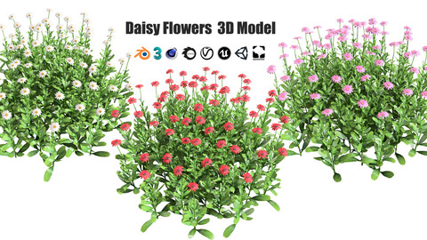 Low poly Gerbera Daisy Flowers bush (Gerbera jamesonii)