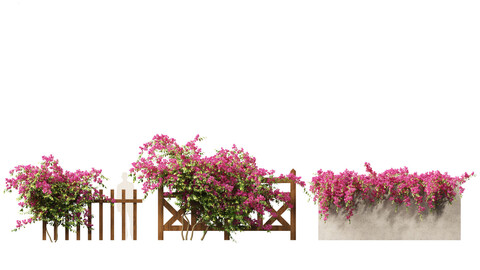 Bougainvillea glabra – Lesser bougainvillea 02