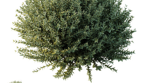 Plants Gray Box Westringia Fruticosa Coastal Rosemary Set02