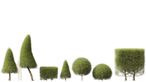 Casuarina equisetifolia – Australian pine tree 02