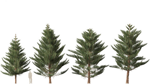 Araucaria heterophylla – Norfolk Island pine 03