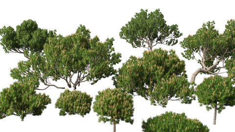 Pinus mugo – Swiss mountain pine