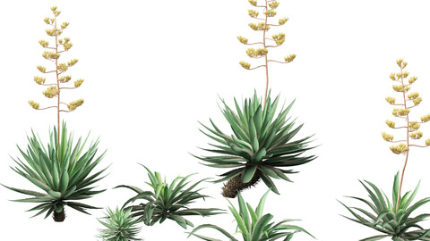 Agave angustifolia – Variegated Caribbean Agave