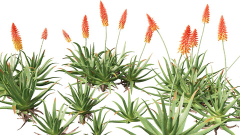 Aloe barbadensis – Aloe vera