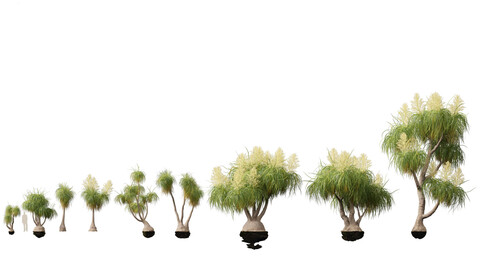 BEAUCARNIA recuvata – Ponytail palm 02