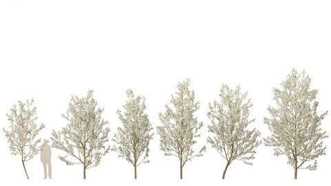 Pyrus calleryana Winter Glow – Ornamental Pear 01