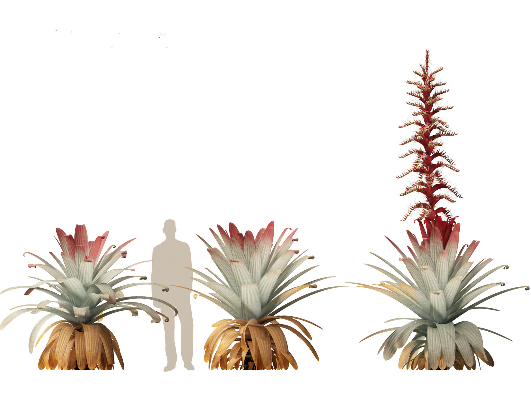 ArtStation - Alcantarea imperialis - Giant Bromeliad | Resources