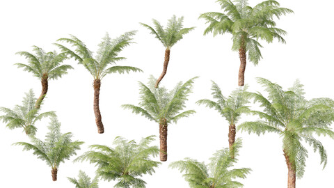 Dicksonia antarctica – Soft tree fern