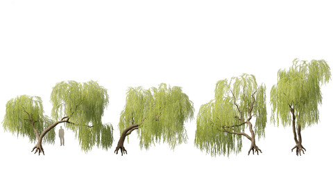 Salix babylonica – Weeping willow 06