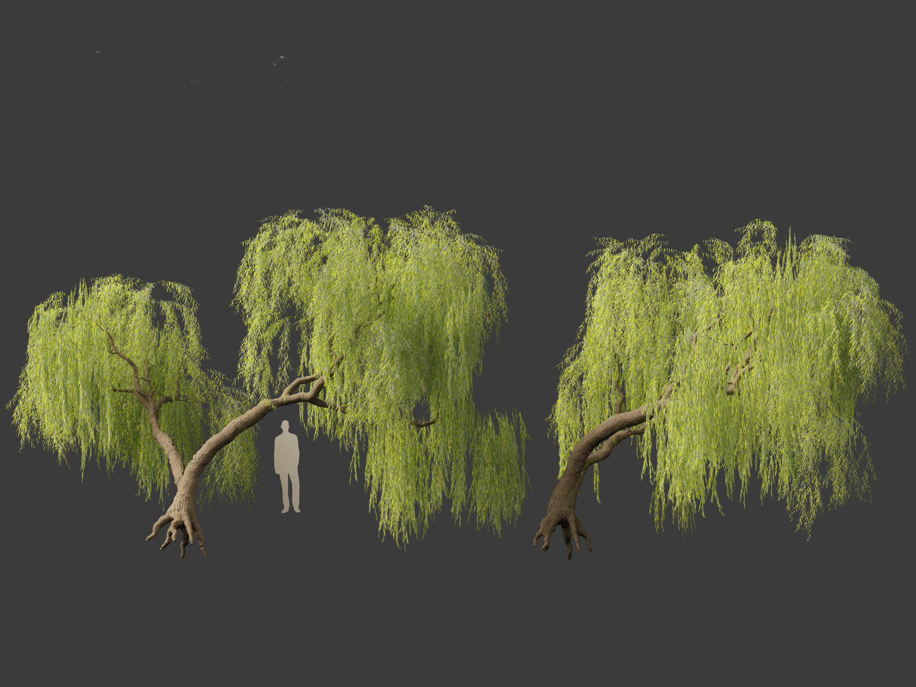 ArtStation - Salix babylonica – Weeping willow 06