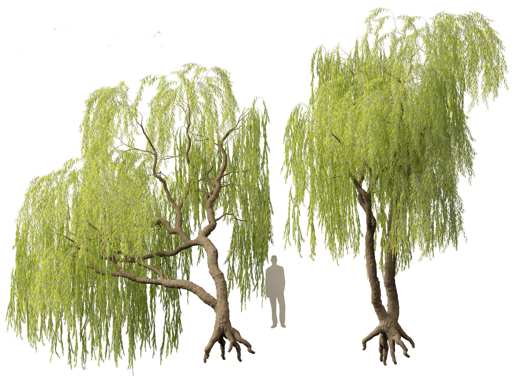 ArtStation - Salix babylonica – Weeping willow 06 | Resources