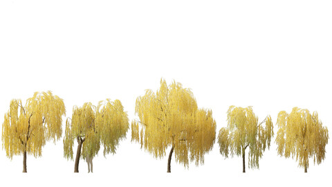 Salix babylonica – Weeping willow 15