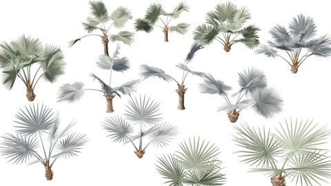 Bismarckia nobilis – Silver Bismarck Palm 01