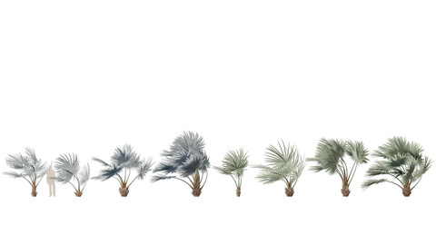 Bismarckia nobilis – Silver Bismarck Palm 02