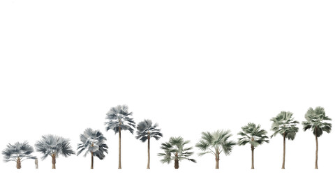 Bismarckia nobilis – Silver Bismarck Palm 03