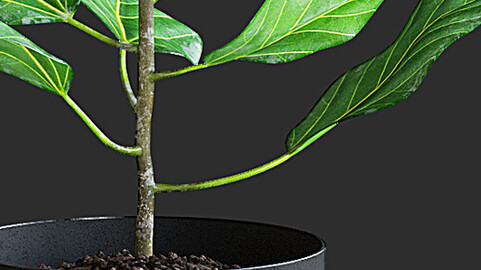 Ficus Plant