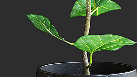 Ficus Plant II