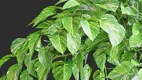 Pothos Plant