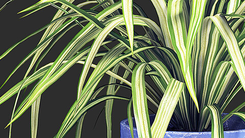 Spider Plant