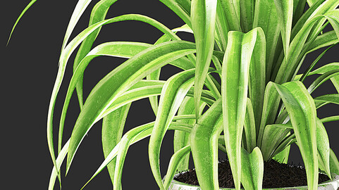 Spider Plant II