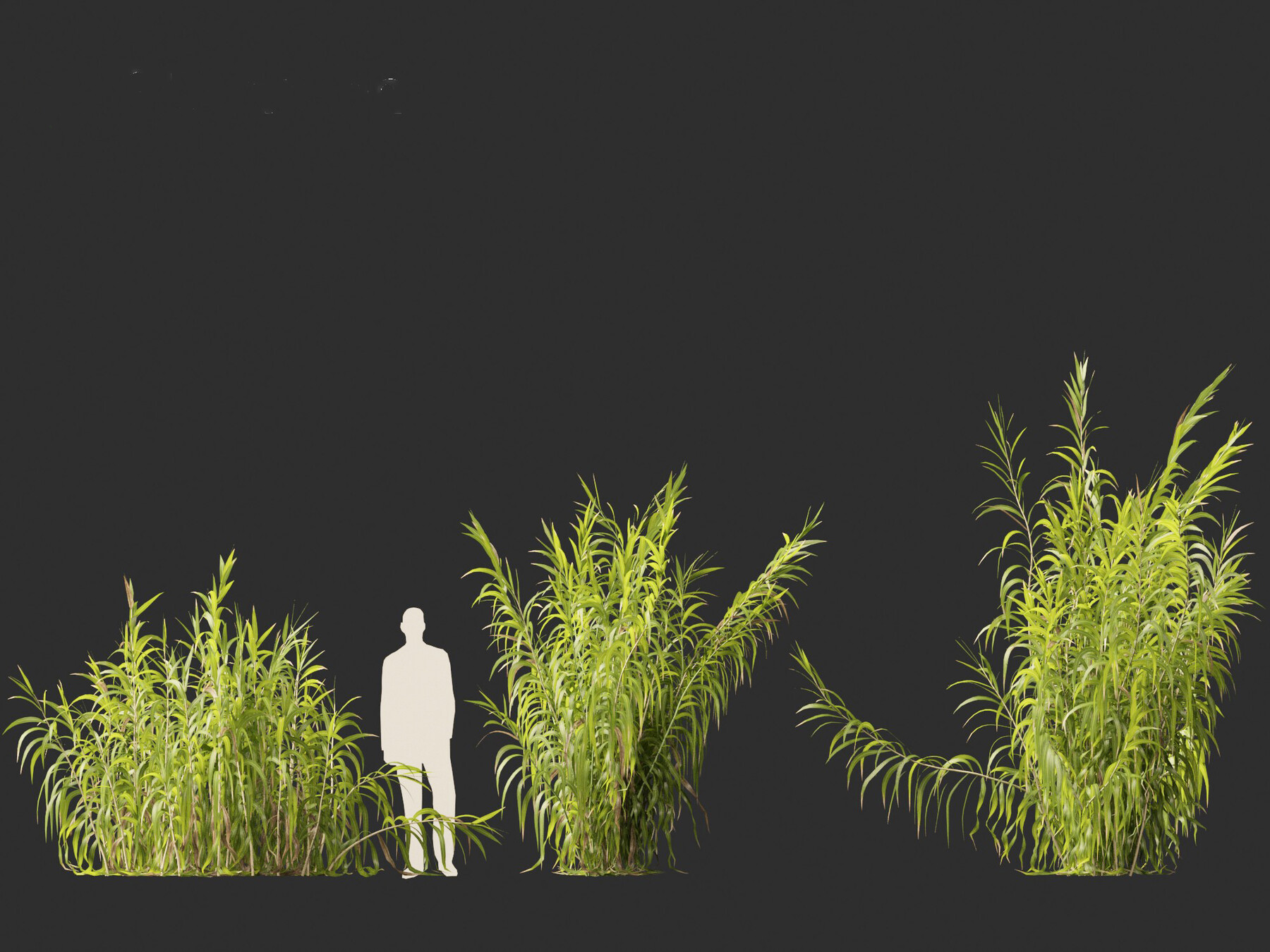 ArtStation - Arundo donax – Giant reed 03 | Resources