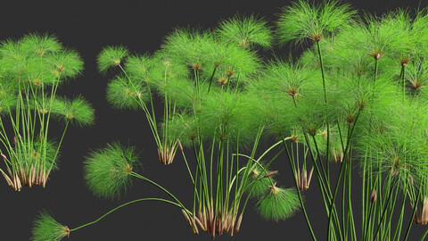 Cyperus papyrus – Bulrush 01