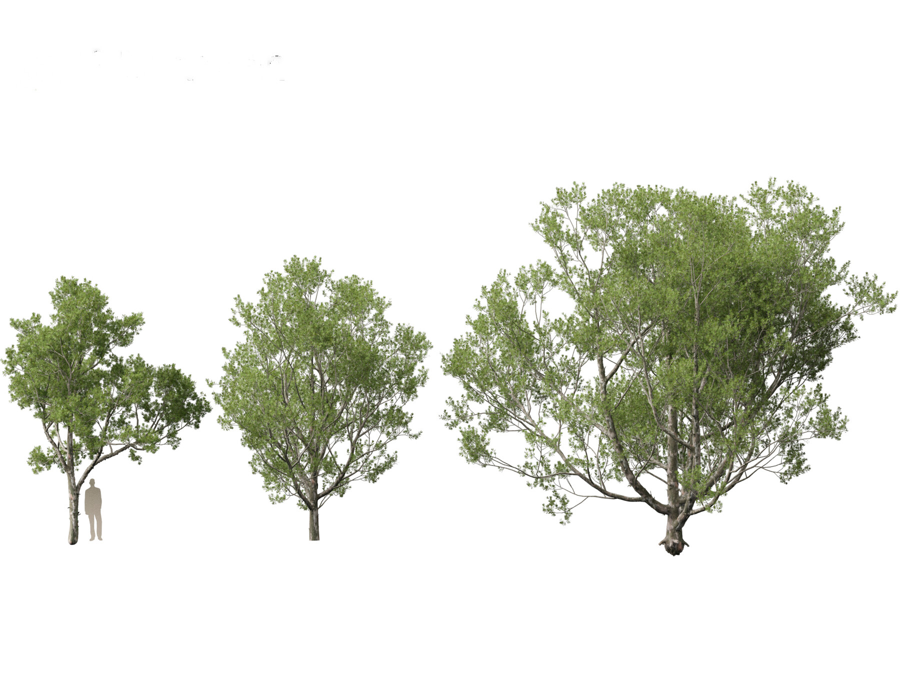 ArtStation - Pinus bungeana – Lacebark pine 01 | Resources