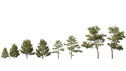 Pinus sylvestris – Scots pine