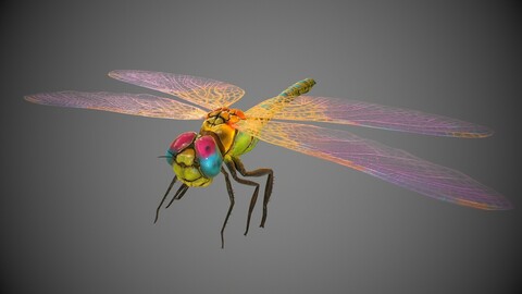 Low poly detailed colorful dragonfly