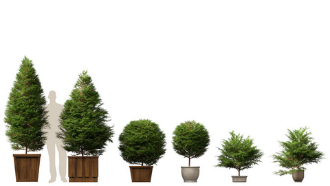 Chamaecyparis obtusa – hinoki cypress 02