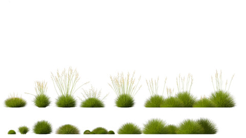 Festuca gautieri – bearskin fescue