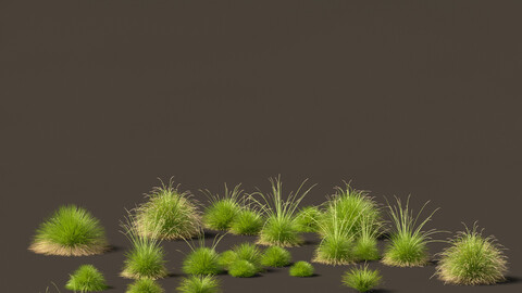 Festuca mairei – Mt. Atlas Fescue