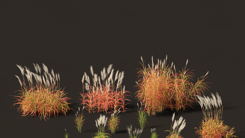 Miscanthus purpurascens – Flame Grass